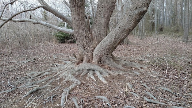 Primer plano del tronco de un árbol en el bosque