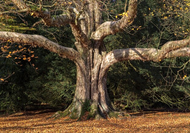 Foto primer plano del tronco de un árbol en el bosque