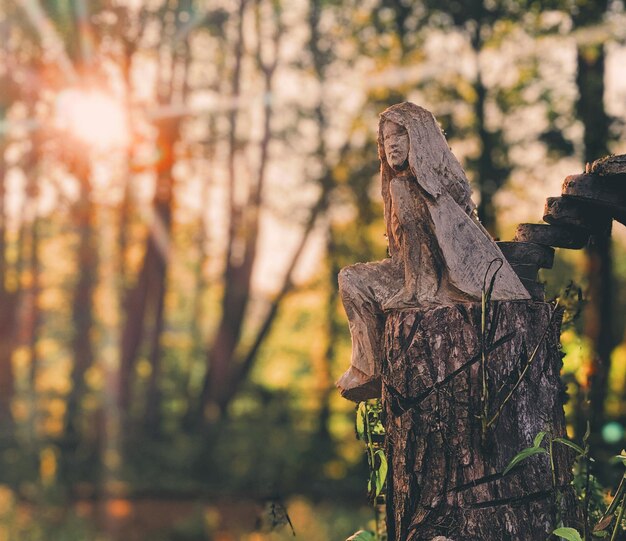 Primer plano de un tronco de árbol en el bosque