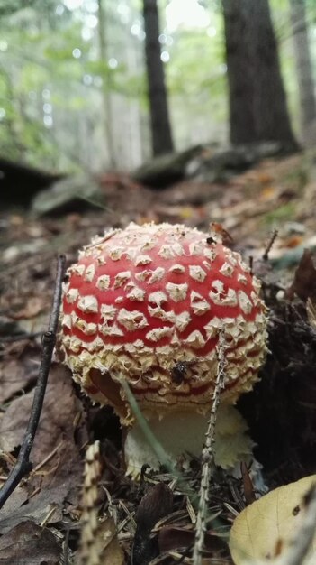 Foto primer plano del tronco de un árbol en el bosque