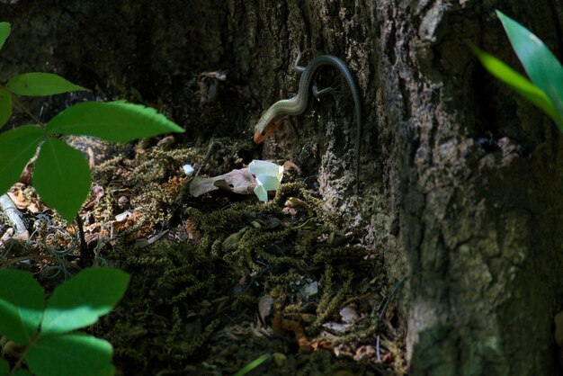 Foto primer plano del tronco de un árbol en el bosque