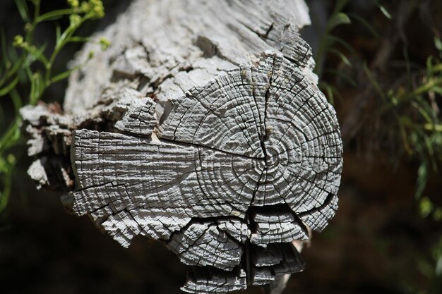 Primer plano de un tronco de árbol en el bosque