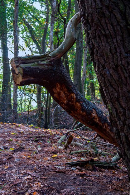 Foto primer plano del tronco de un árbol en el bosque