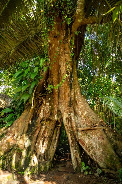 Primer plano del tronco de un árbol en el bosque