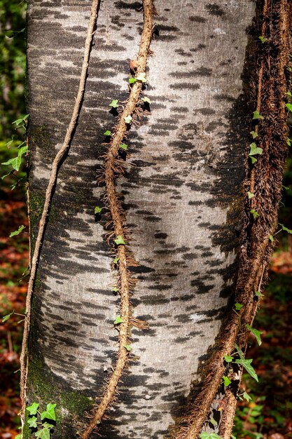 Foto primer plano del tronco de un árbol en el bosque