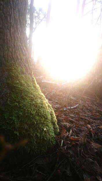 Foto primer plano del tronco de un árbol en el bosque