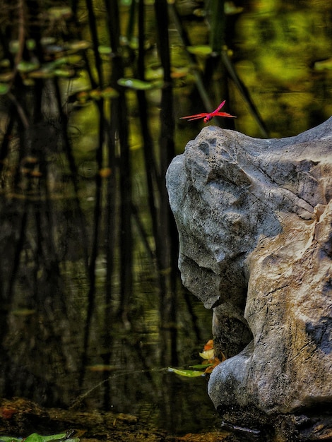 Foto primer plano del tronco de un árbol en el bosque