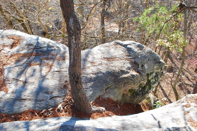 Foto primer plano del tronco de un árbol en el bosque