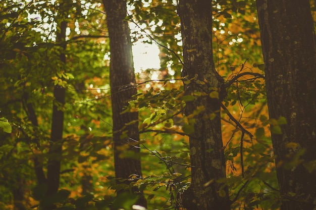 Foto primer plano del tronco de un árbol en el bosque