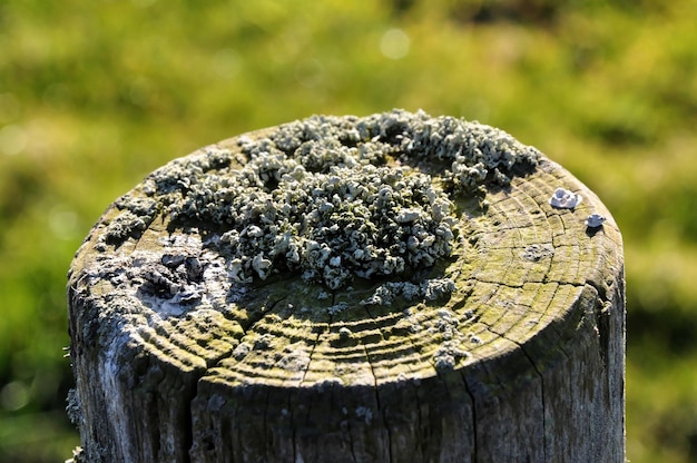 Primer plano de un tronco de árbol en el campo