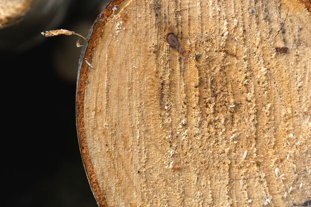 Primer plano de un tronco de árbol cortado muestra la textura de la madera