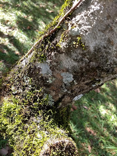 Primer plano del tronco de un árbol cubierto de musgo