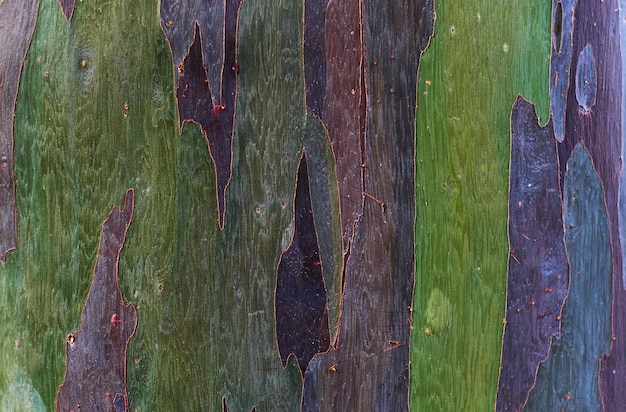 Un primer plano de un tronco de árbol de eucalipto