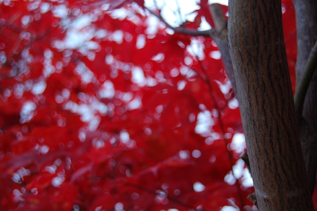 Foto primer plano del tronco del árbol con hojas rojas