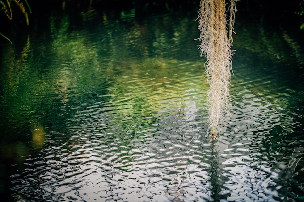 Foto primer plano del tronco del árbol en el lago