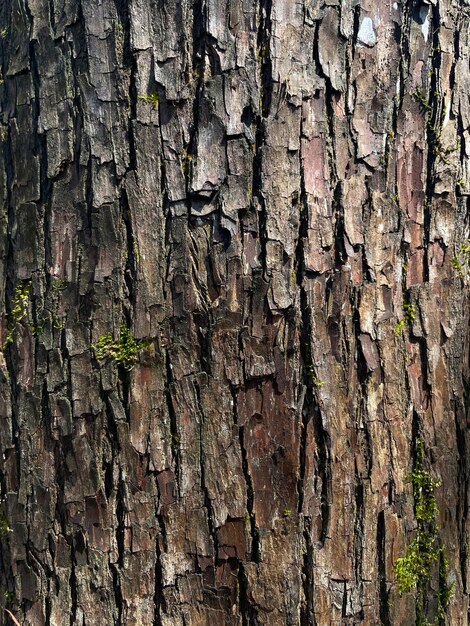 Un primer plano de un tronco de árbol con musgo