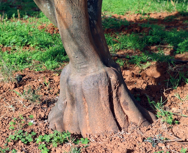 Primer plano del tronco de un árbol de naranja, forma inusual, injertos de plantas, agricultura, horticultura España