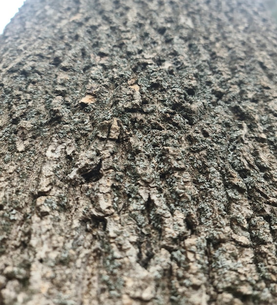 Un primer plano del tronco de un árbol con un pequeño agujero en la corteza.