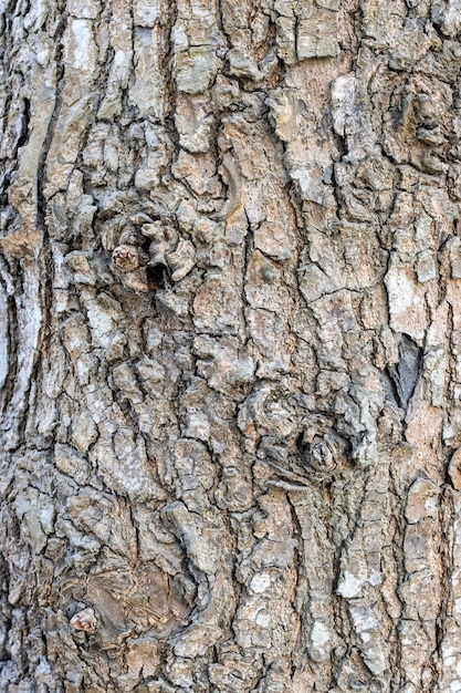 Primer plano de tronco de árbol resistente para textura de corteza