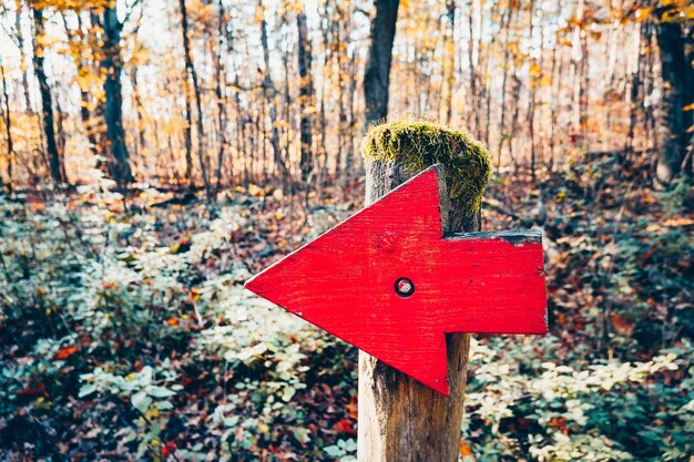 Primer plano del tronco de un árbol rojo en el bosque