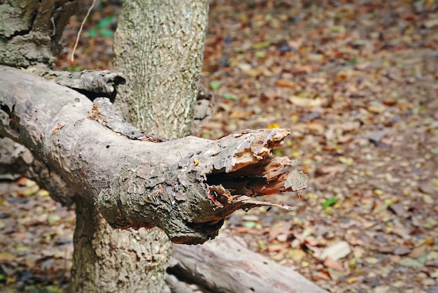 Primer plano de tronco de árbol seco contra fondo de hojas secas con enfoque selectivo