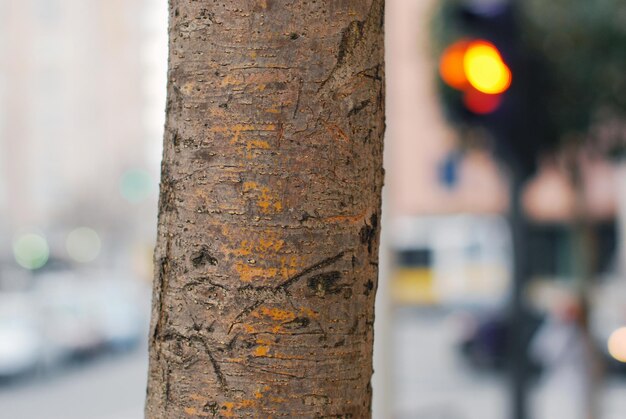 Primer plano de un tronco de árbol sobre un fondo borroso