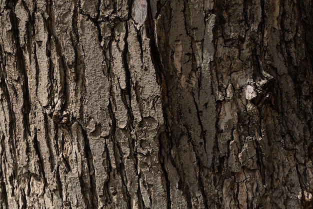 Un primer plano de un tronco de árbol con una textura áspera.