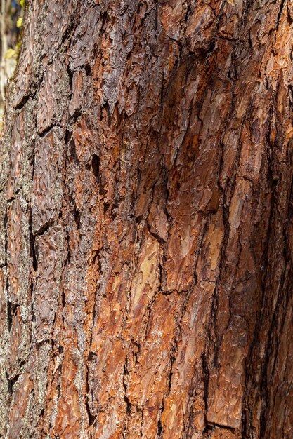 Foto un primer plano de un tronco de árbol con una textura áspera