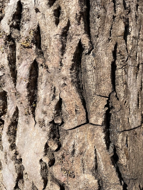 Un primer plano del tronco de un árbol con la textura de la corteza.