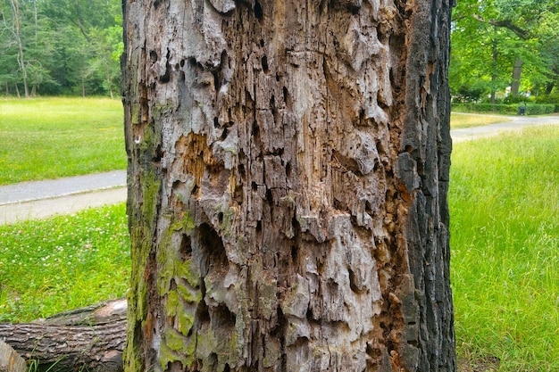 Primer plano del tronco de un árbol viejo Un árbol enfermo