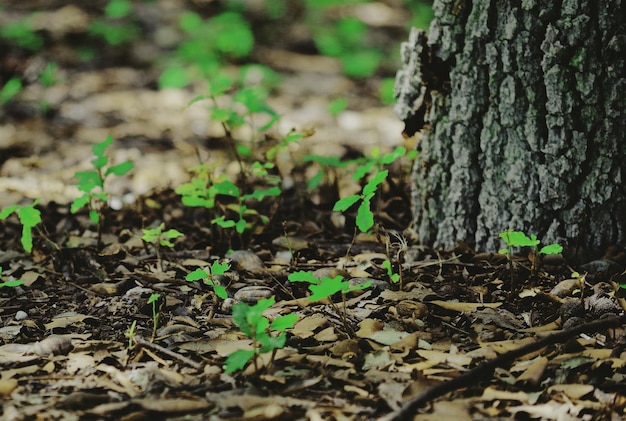 Foto primer plano del tronco del árbol