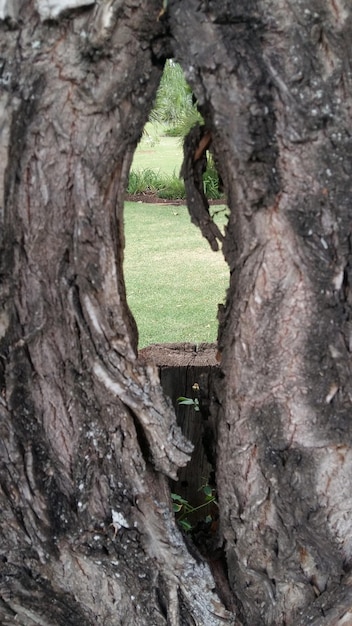 Foto primer plano del tronco del árbol