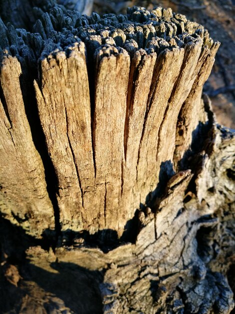 Foto un primer plano del tronco del árbol.