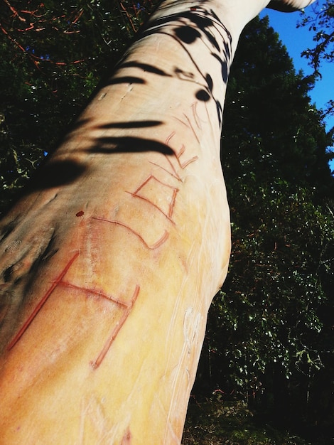 Primer plano del tronco del árbol