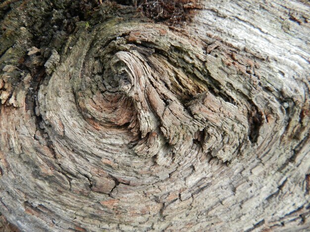 Foto primer plano del tronco del árbol
