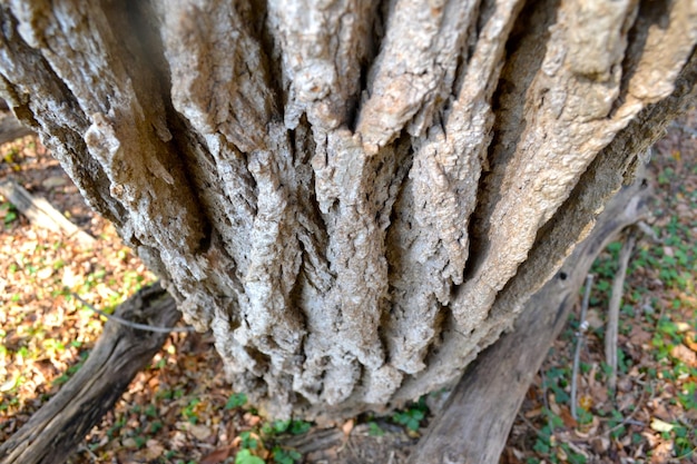 Foto primer plano del tronco del árbol