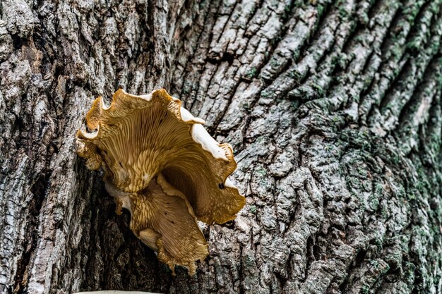 Foto primer plano de un tronco de árbol