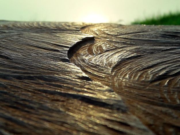 Foto primer plano del tronco del árbol