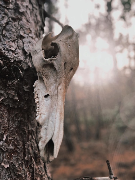 Foto primer plano del tronco del árbol