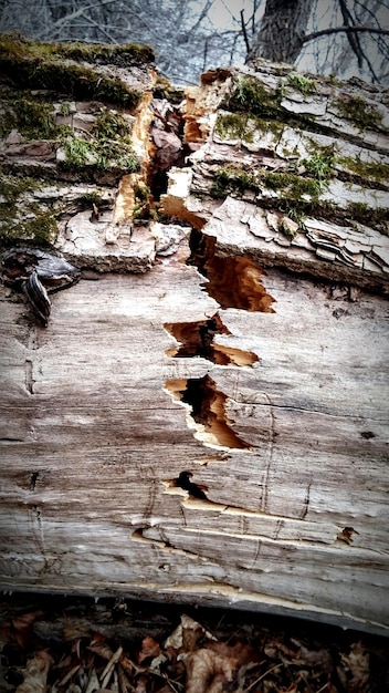 Foto primer plano del tronco del árbol