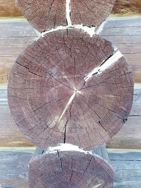 Primer plano del tronco del árbol