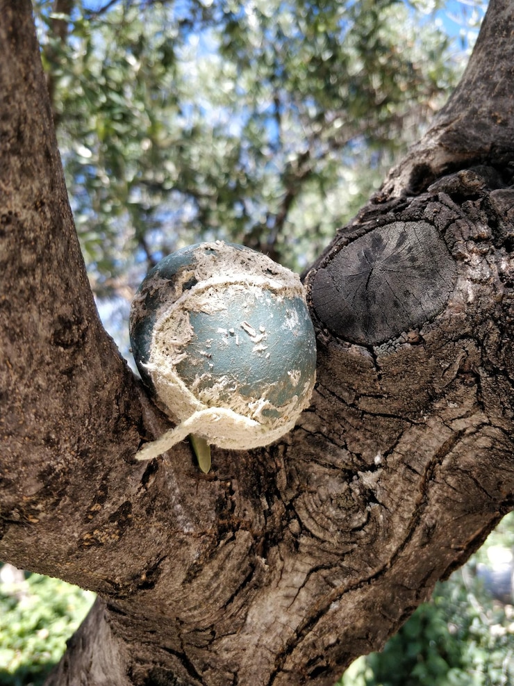 Foto primer plano del tronco del árbol