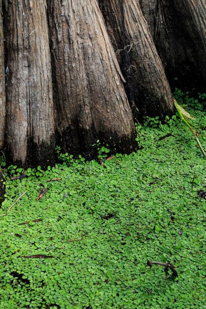 Foto primer plano del tronco del árbol