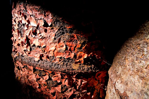 Foto primer plano del tronco del árbol