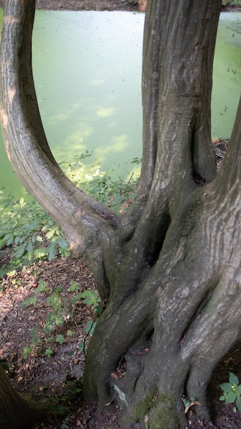 Primer plano del tronco del árbol