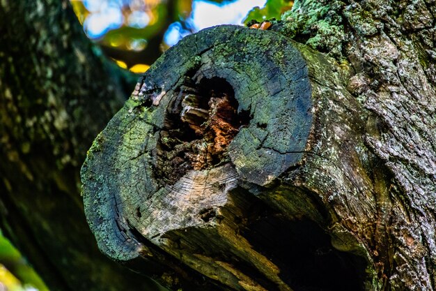 primer plano, de, tronco de árbol