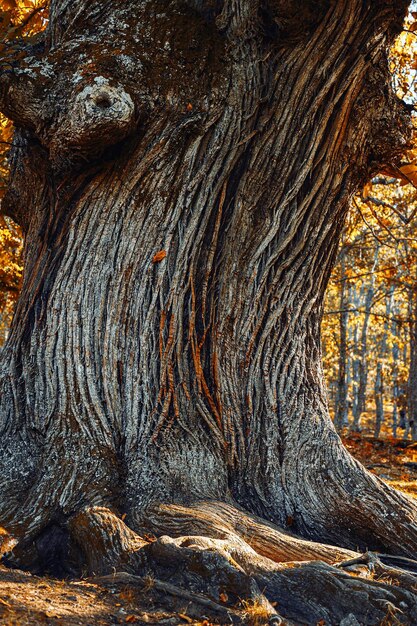 Foto primer plano del tronco del árbol