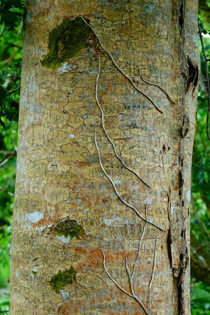 Foto primer plano del tronco del árbol