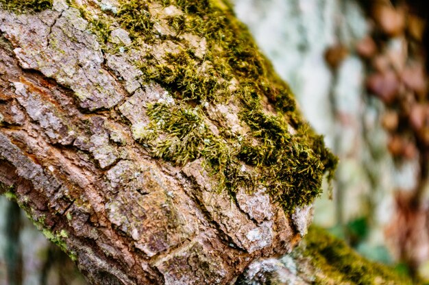 Primer plano del tronco del árbol