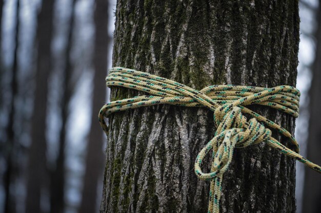 Foto primer plano del tronco del árbol